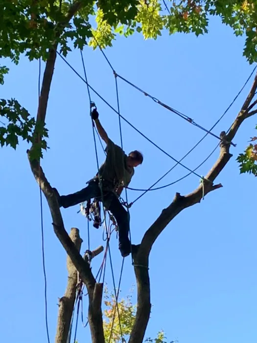 Long Branch Tree Service LLC Picture 5