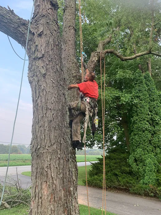 Long Branch Tree Service LLC Picture 10