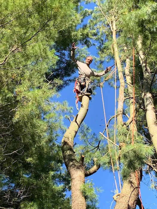 Long Branch Tree Service LLC Picture 7
