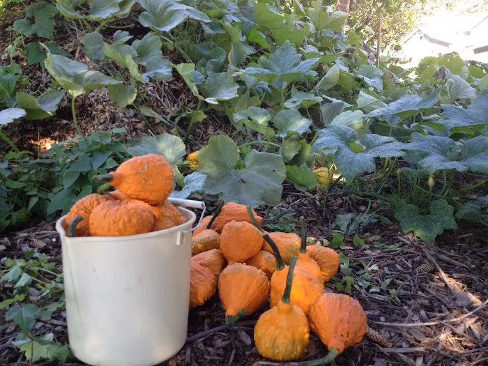 Back To Natural Farm Picture 2