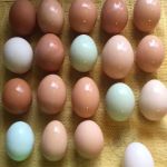 Back To Natural Farm