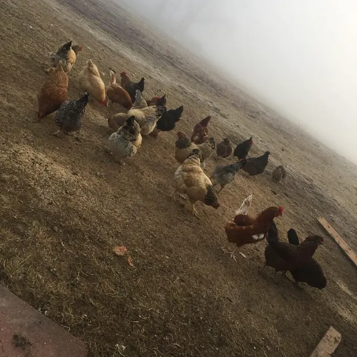 Back To Natural Farm Picture 5