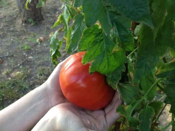 Back To Natural Farm Picture 10