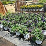 Treends Nursery