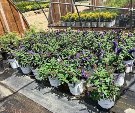 Treends Nursery