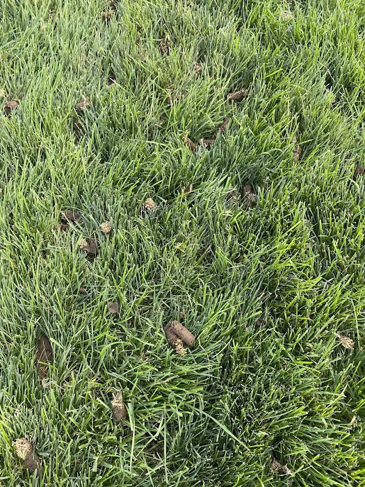 LC Lawn Services LLC Picture 3