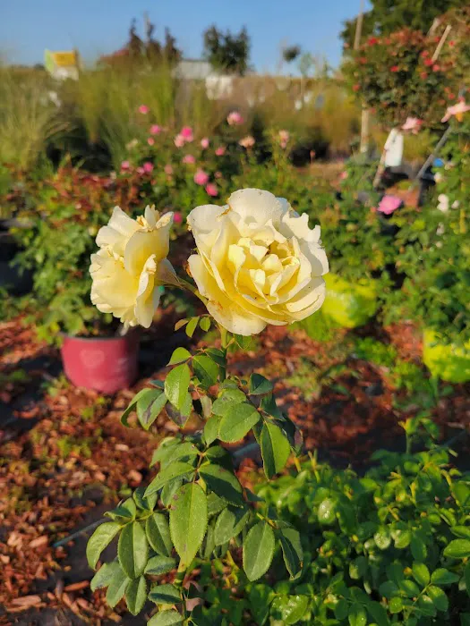 Spangler's Landscaping & Garden Center Picture 3