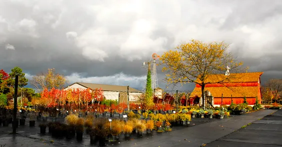 RKR & Associates - Landscape Nursery Picture 1