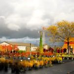 RKR & Associates - Landscape Nursery