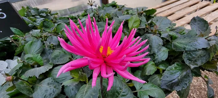 Sunnyfield Greenhouse & Garden Center Picture 7
