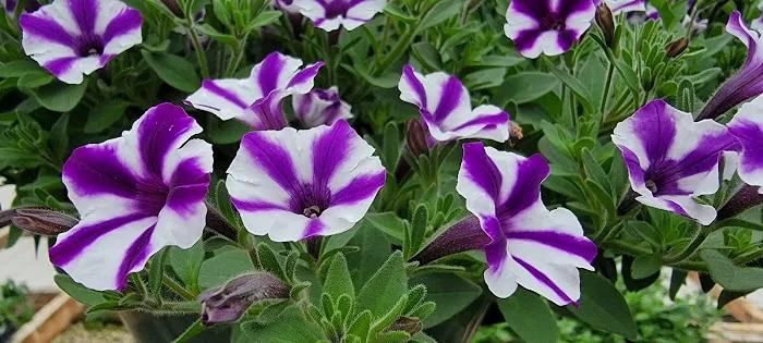 Sunnyfield Greenhouse & Garden Center Picture 5