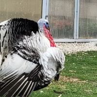 Sunnyfield Greenhouse & Garden Center ico