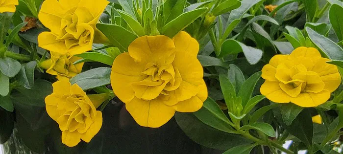 Sunnyfield Greenhouse & Garden Center Picture 2