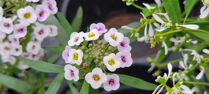 Sunnyfield Greenhouse & Garden Center Picture 4