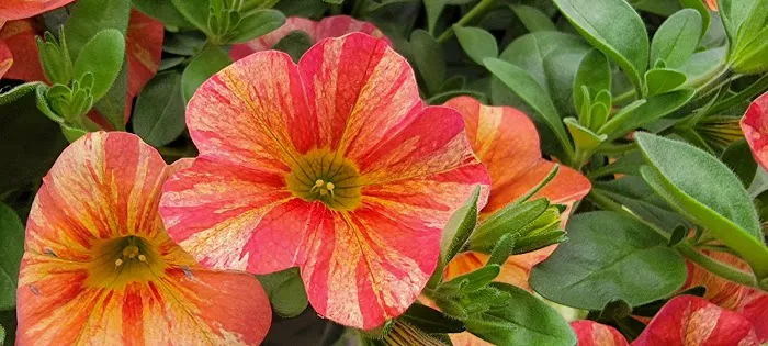 Sunnyfield Greenhouse & Garden Center Picture 6