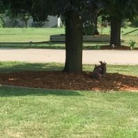 Gabe's Greenworks & landscaping ico