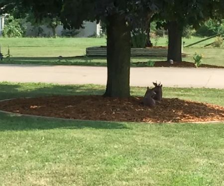 Gabe's Greenworks & landscaping
