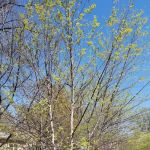 Meyer Landscape & Design and Garden Center