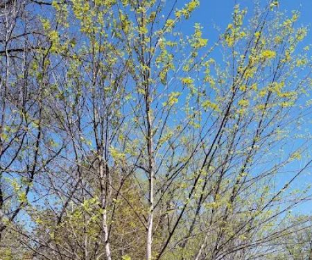 Meyer Landscape & Design and Garden Center