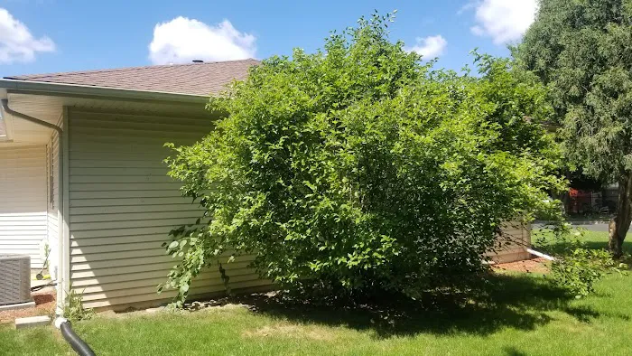 Braun's All-Year Landscaping LLC Picture 7