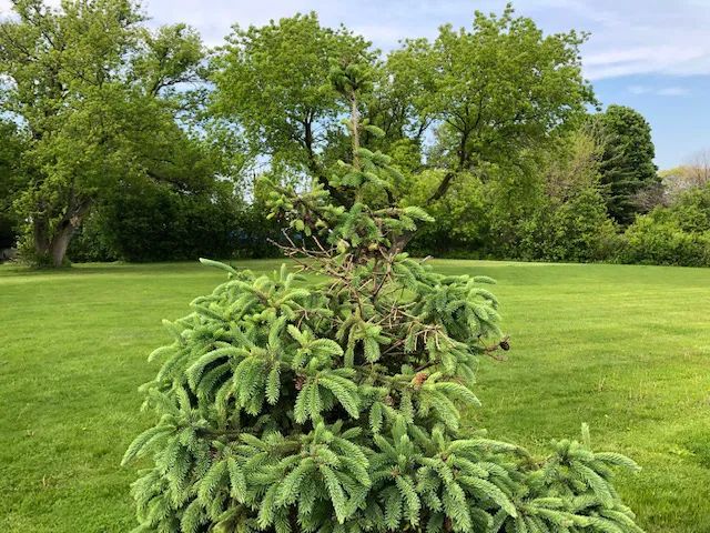 Villani Landshapers Lawn and Landscape Maintenance, Inc. Picture 2