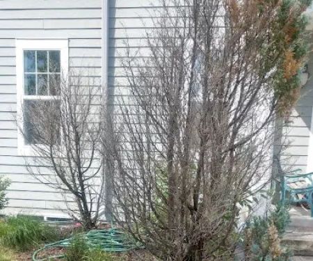 Kelly's Greenscapes LLC