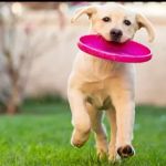 Be Green Pro - Organic-Based Lawn Care & Naturally-Based Pest Control