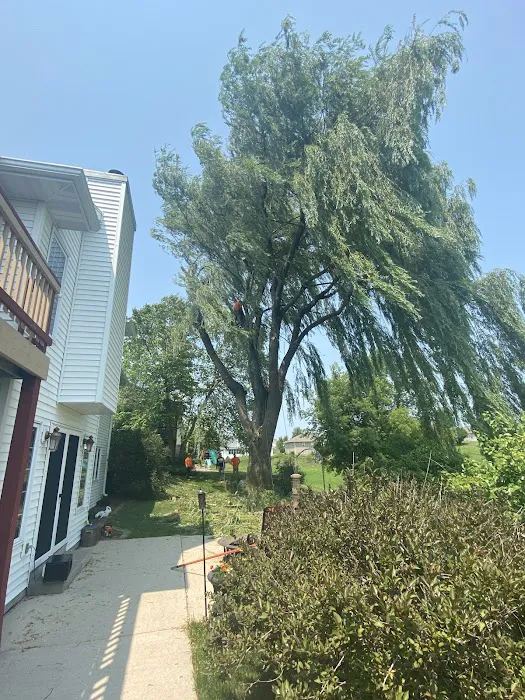 Genesis Tree Service Picture 8
