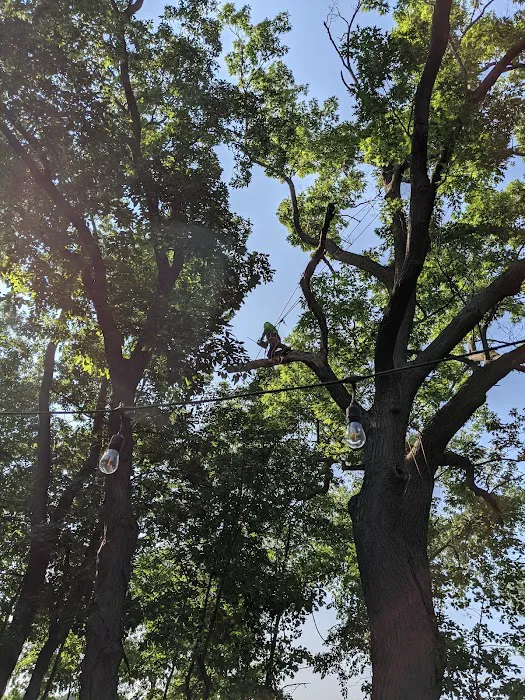 Genesis Tree Service Picture 6