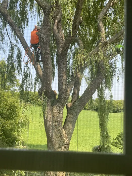 Genesis Tree Service Picture 1