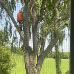 Genesis Tree Service