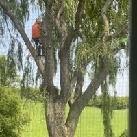 Genesis Tree Service ico