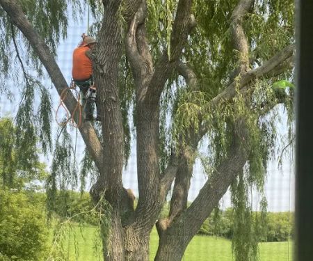 Genesis Tree Service