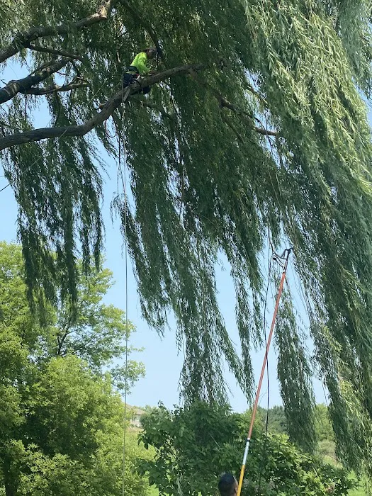 Genesis Tree Service Picture 7