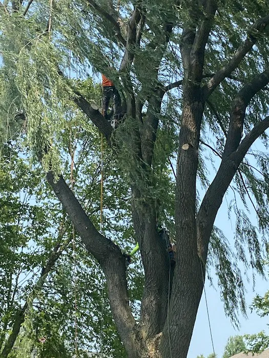 Genesis Tree Service Picture 5