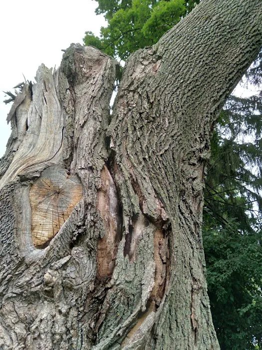 Genesis Tree Service Picture 3