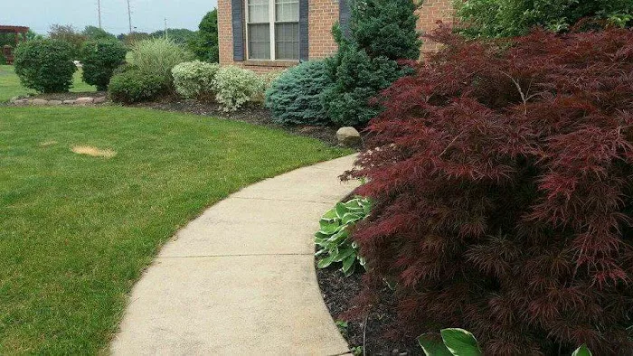 Betos landscaping llc Picture 3
