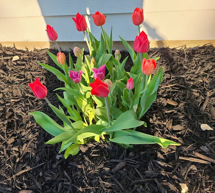 The Tulip Company & More, LLC Picture 2