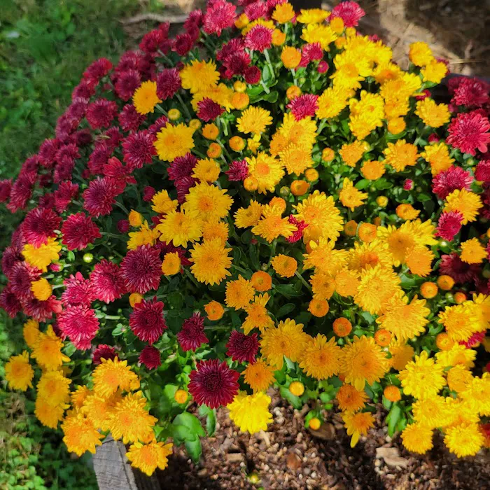 The Tulip Company & More, LLC Picture 4