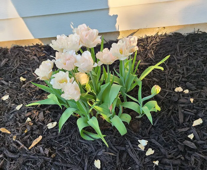 The Tulip Company & More, LLC Picture 1