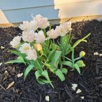 The Tulip Company & More, LLC