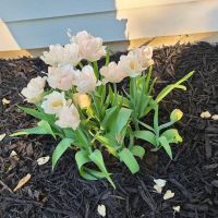 The Tulip Company & More, LLC ico