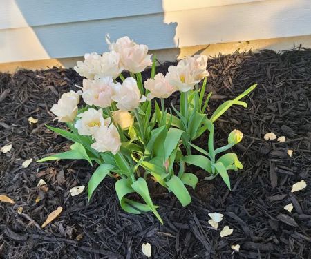The Tulip Company & More, LLC