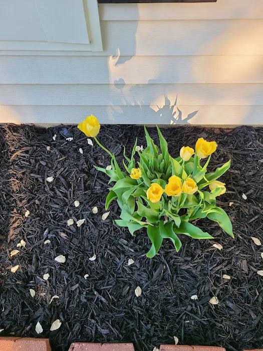 The Tulip Company & More, LLC Picture 7