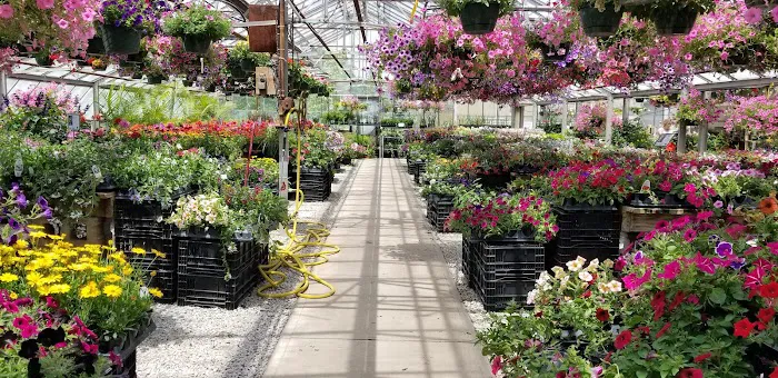The Tulip Company & More, LLC Picture 6