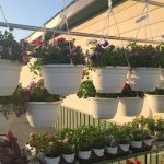 Four Branches By John Lasley Outdoor Solutions