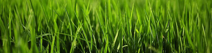 Blake's Lawn Care Picture 1