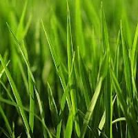 Blake's Lawn Care ico