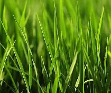 Blake's Lawn Care
