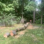 Wilder Things Landscaping